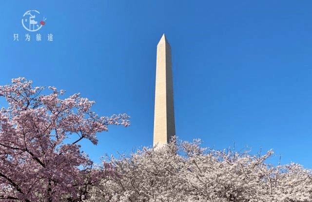 樱花爱上华盛顿！一场美丽的人生邂逅！