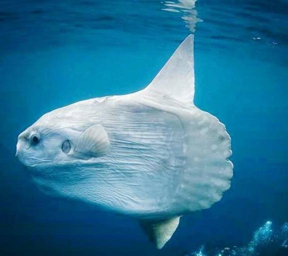 世界上最奇特的鱼，身体扁圆像个大碟子，总是侧着身体游泳