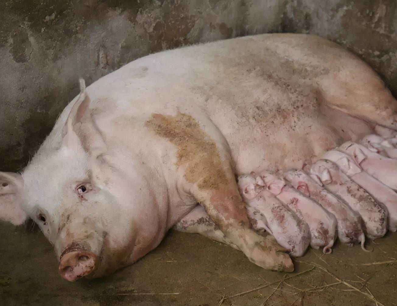 母猪迟迟不分娩的原因,告诉你最有效的防治方法_饲料