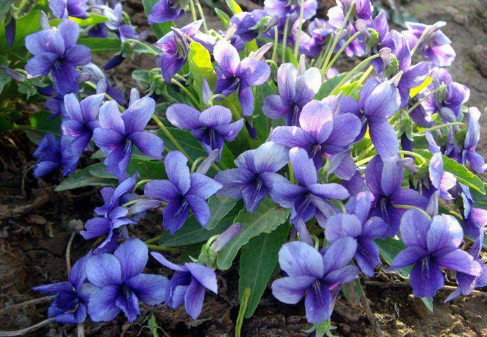 这种紫色的花叫什么名字啊 这种紫色花叫什么花