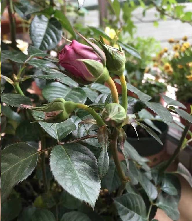 蓝妖月季掉花苞是什么原因只因范了这个基础错误