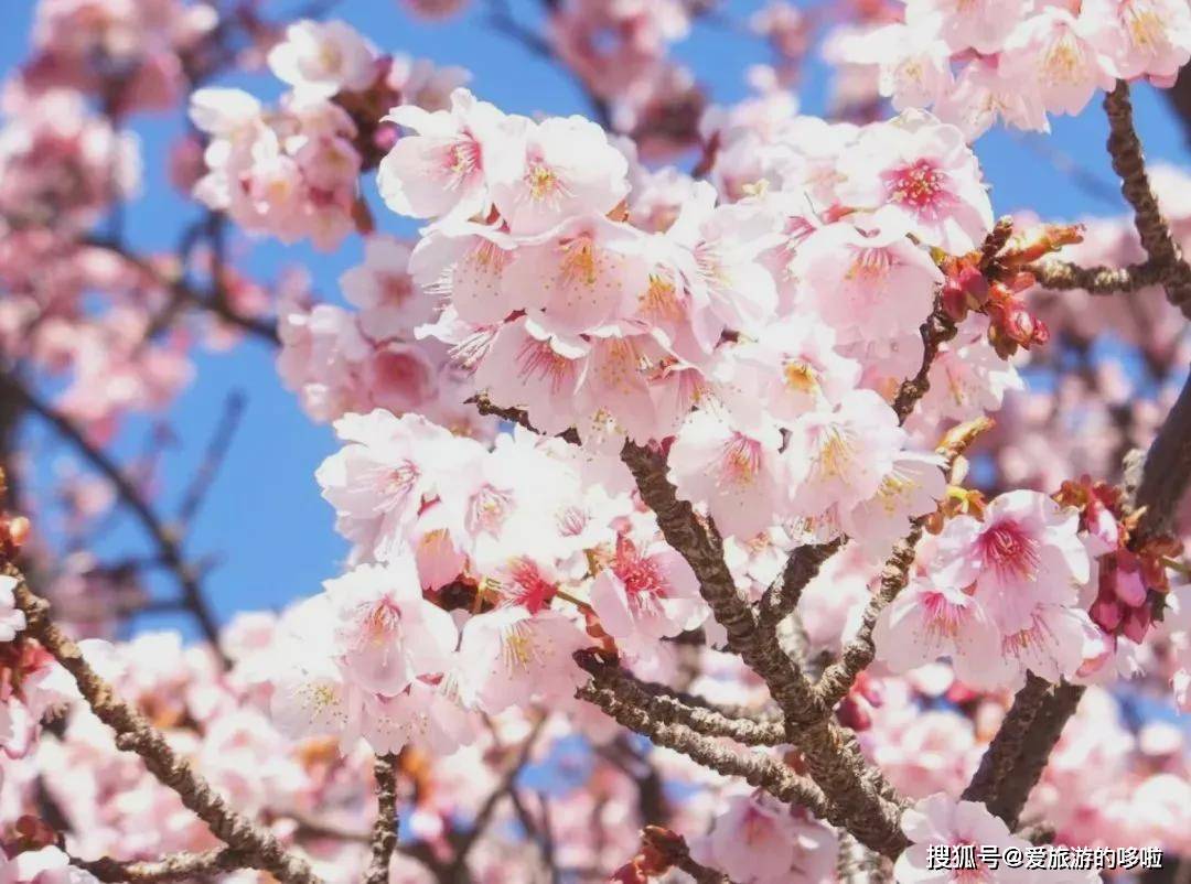 错过了日本樱花季？没关系，中国最美桃花已上线！带上攻略出发吧