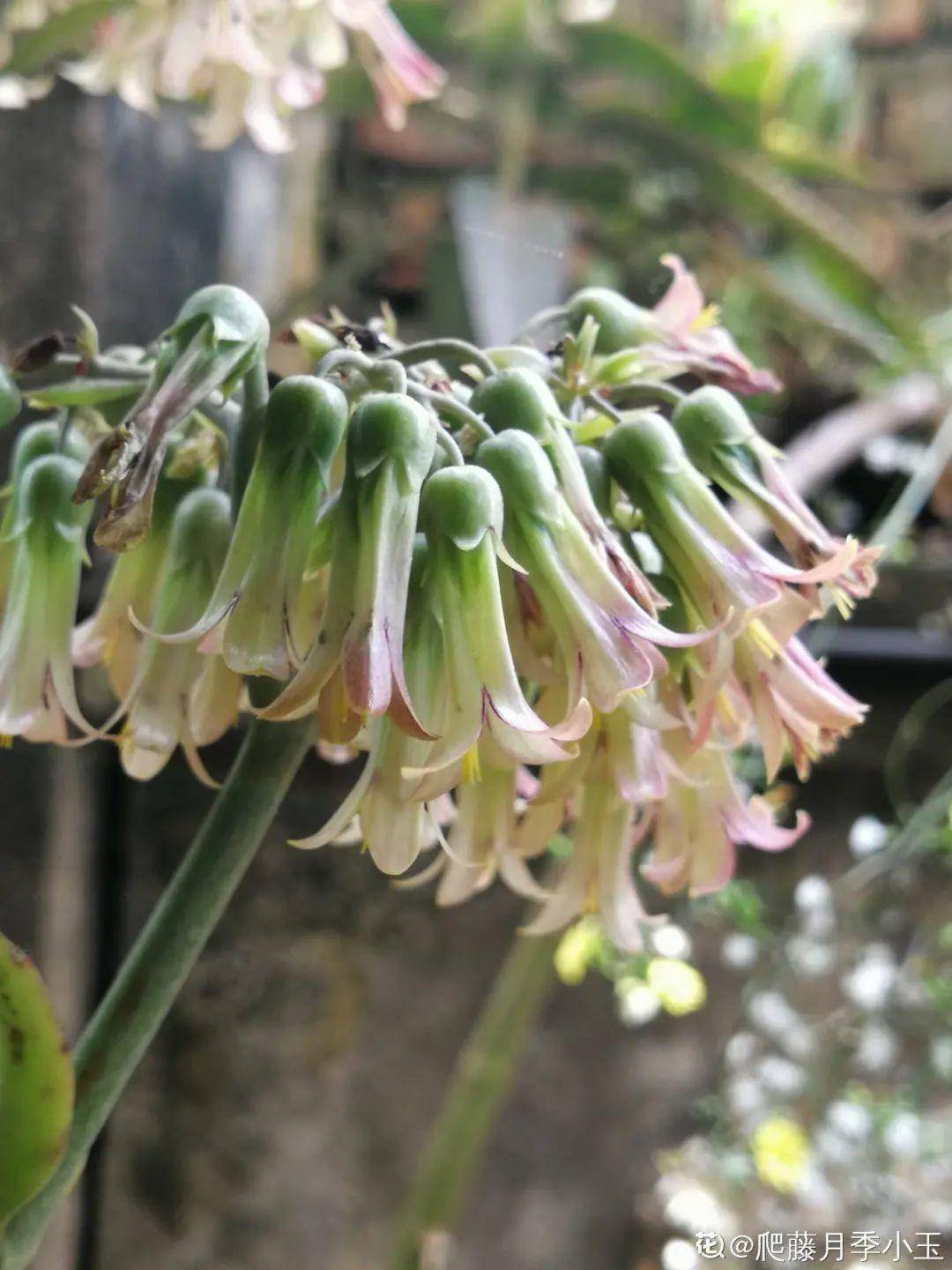 不死鸟多肉的花 d8ee369448f643d08cb34a812c398b37.jpeg