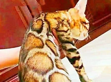 蛇是什么样的性格 db9e3101f013428bbf2b5e1611e5f807.jpeg