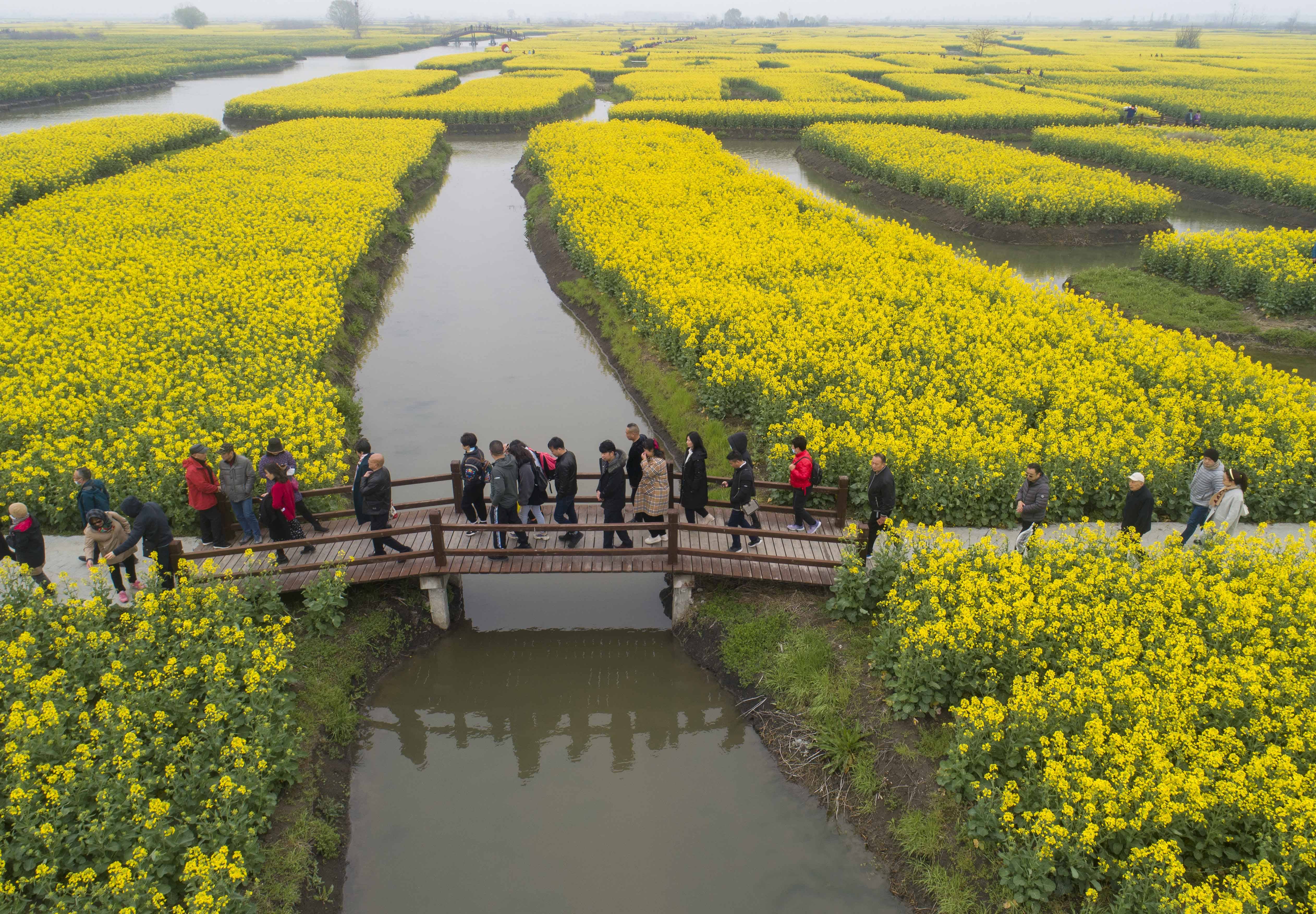 1/ 12 2021年3月20日,遊客在江蘇興化千垛景區踏青賞花.