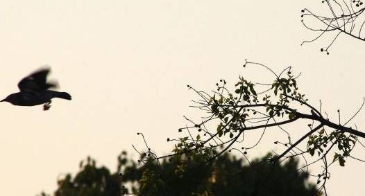 风不吹树不动处处不静曲谱_心不动则不痛的图片(2)