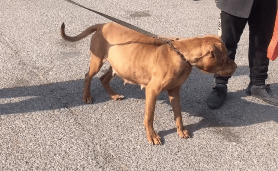 比特犬完全無視土狗看著這隻比特犬如此好的脾氣,有些圍觀者開始等不