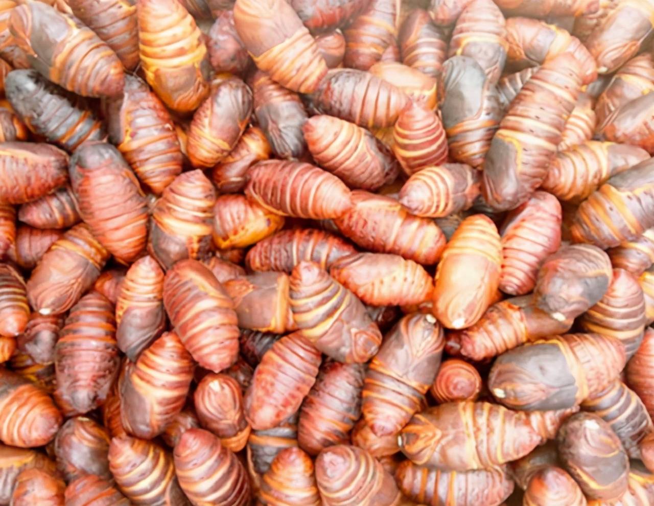 买蚕蛹,黄的黑的哪个好?认准这3点,蚕蛹新鲜营养足,好吃