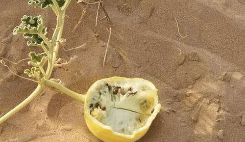沙漠里长的西瓜，为何驴友宁愿渴死也不吃？当地人：吃了会有麻烦