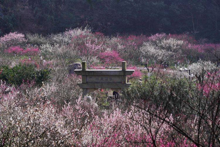 宁波春天最美的山谷，王安石曾到此打卡，如今门票30游客众多