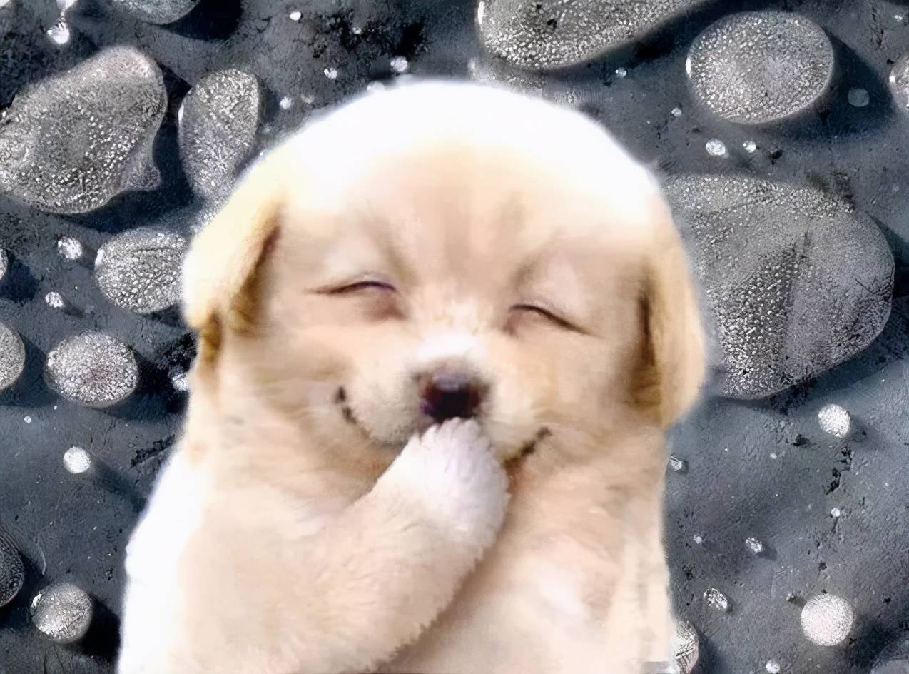 哈士奇宝宝有多可爱？出生3天爪子红彤彤、肉乎乎的，简直萌化了_搜狐网, image size:1274x944