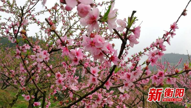 最美赏花季：衡南铁市村桃花缀满枝头 游客文明赏花成风景