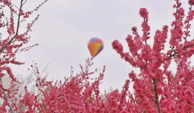 四川这座北大门城市，万亩桃花正是最佳赏花期，一年只有一次