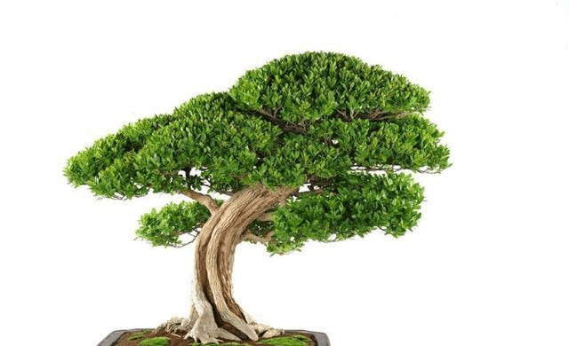 黄杨怎么浇水最快 1a4b71d4f4dd4ec98d96242b192d3a7e.png