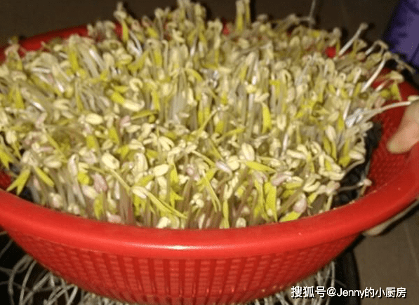 在家发豆芽 4天就能吃 方法教给你 制作简单 好吃营养又卫生 容器