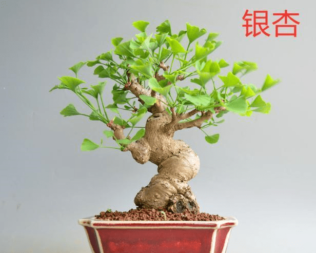 如何快速变老桩 62bccc2060fc428395dfb65a10a21fe8.png