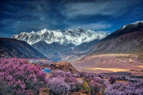 疫情好转旅游行业利好 西藏春季旅游开局火爆
