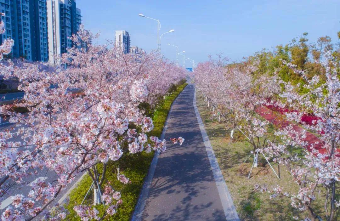 粉粉粉粉粉粉粉粉粉了~_樱花