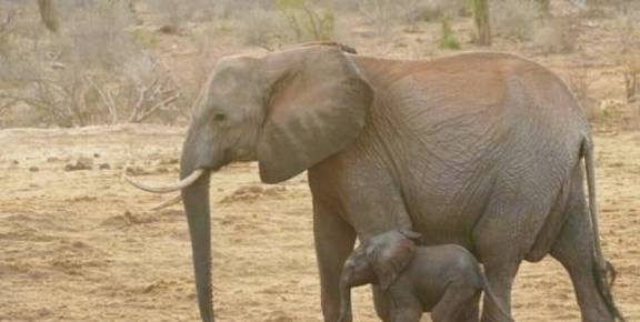 大象带着两个孩子去“探亲”，8年后与救命恩人再聚，恩情永不忘