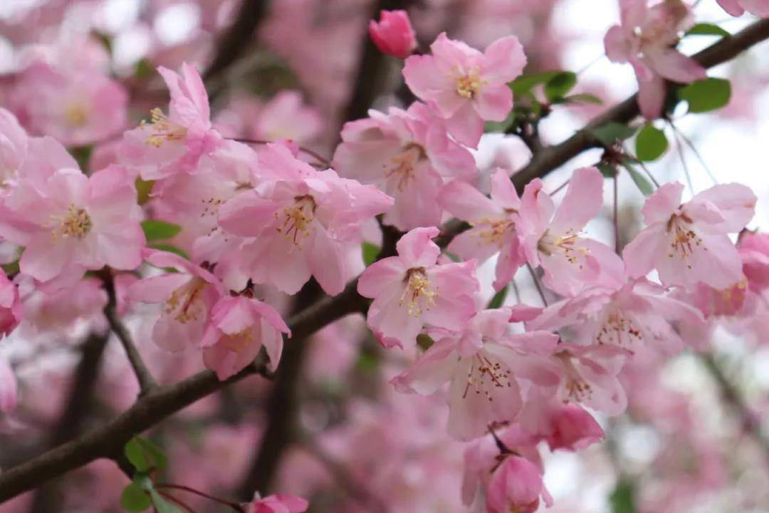 百花园的这条绝美海棠花路，你来打卡了吗？