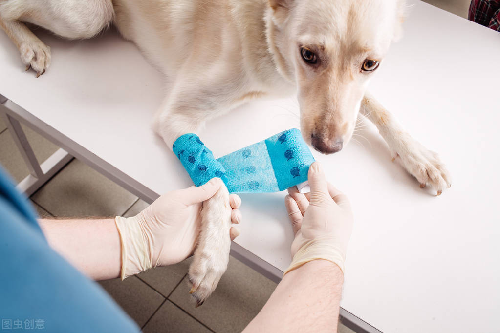 狗接种过疫苗怎么看