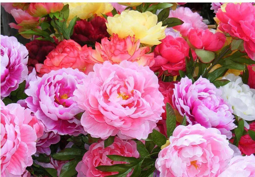 国花故事 牡丹花后 四月花开倾城 珠宝