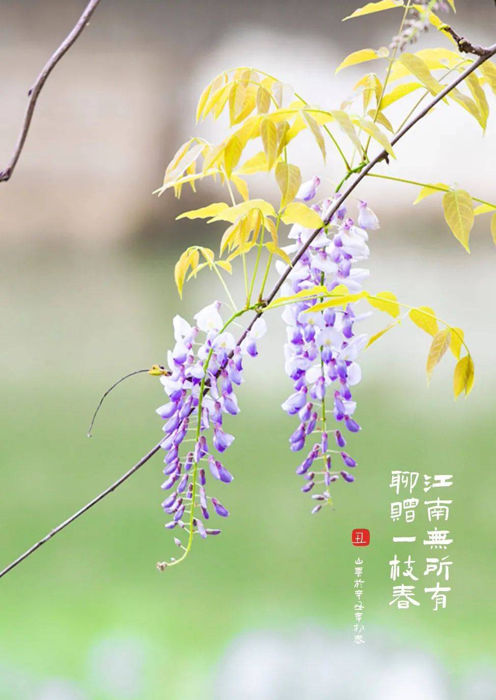 春日免费赏花好去处，广西有个紫藤花农庄，100%能拍大片