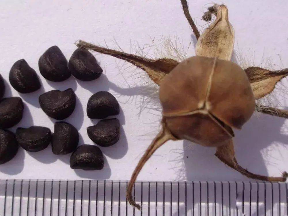 牵牛种子"黑丑白丑",不止是农村娃的玩具,还有你不知道的价值