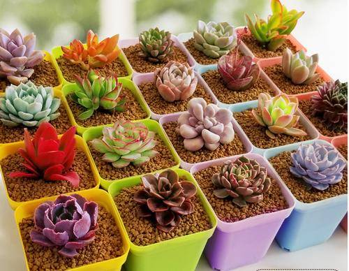 多肉铺面石不用买 捡点砖头敲碎铺表面 透气透水肉肉长得胖 土壤