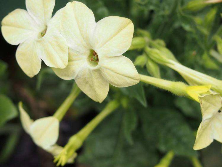 原創菸草不是菸草花這花長得更漂亮開花雪白能家養