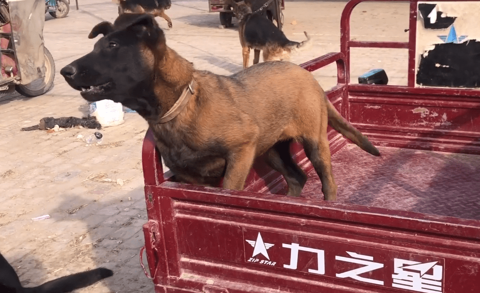 忠诚狗狗被卖狗肉车,死里逃生跑回原来的家,可转眼又主人被送到狗市上