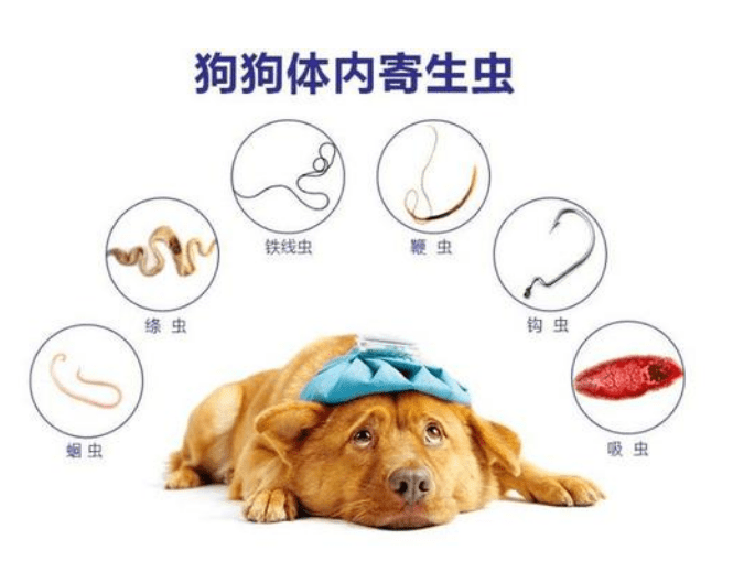 如果你家养的是幼犬,那么建议是1~2个月给它进行一次体内驱虫