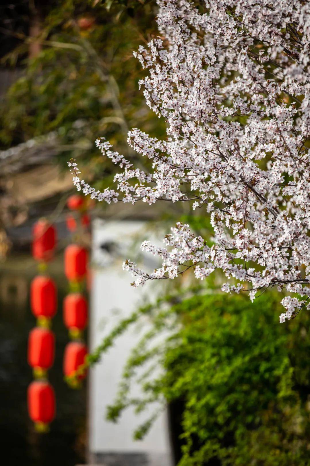 美的干净 这个古城的春天 百花与城相衬 现在去刚刚好 台儿庄