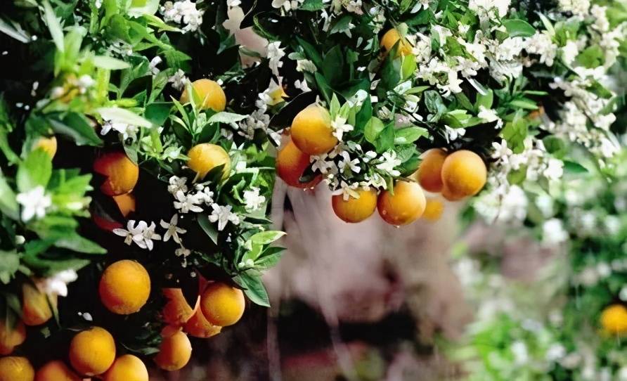 晚熟柑橘出现 花果同树 怎么办 柑橘实战专家这样做 养分