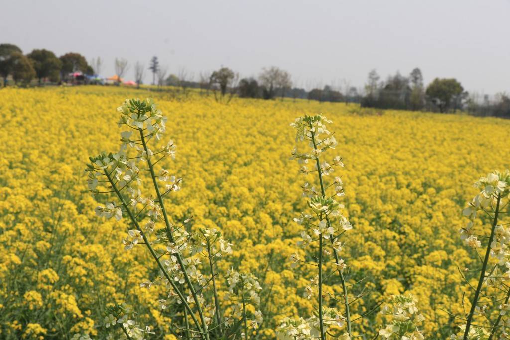 南京高淳的油菜花海简直美爆了!