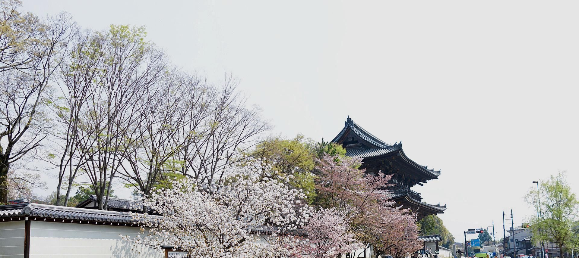 精选八大日本特色赏樱胜地，带你去日本赏一个不一样的樱花