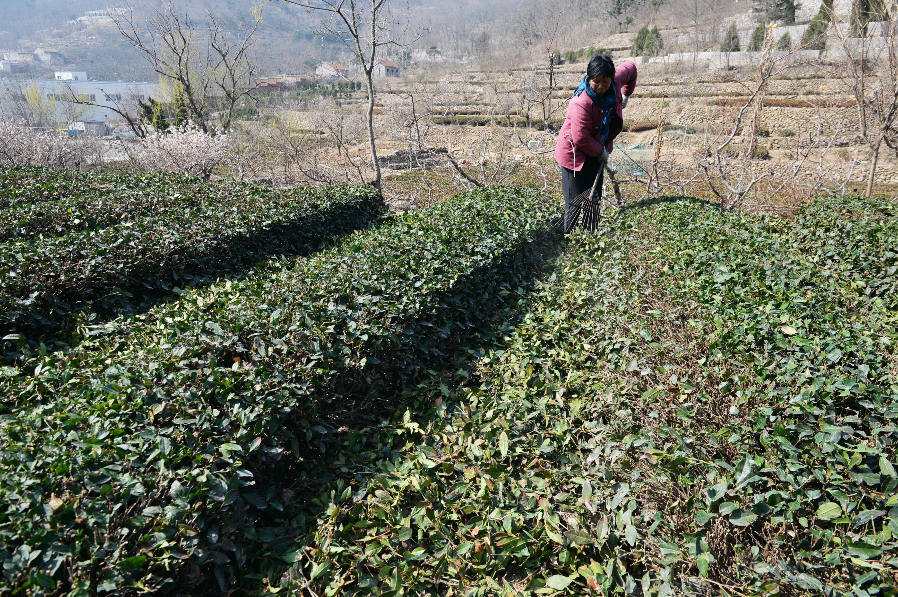 茶园内铺满厚厚一层修剪的枝叶