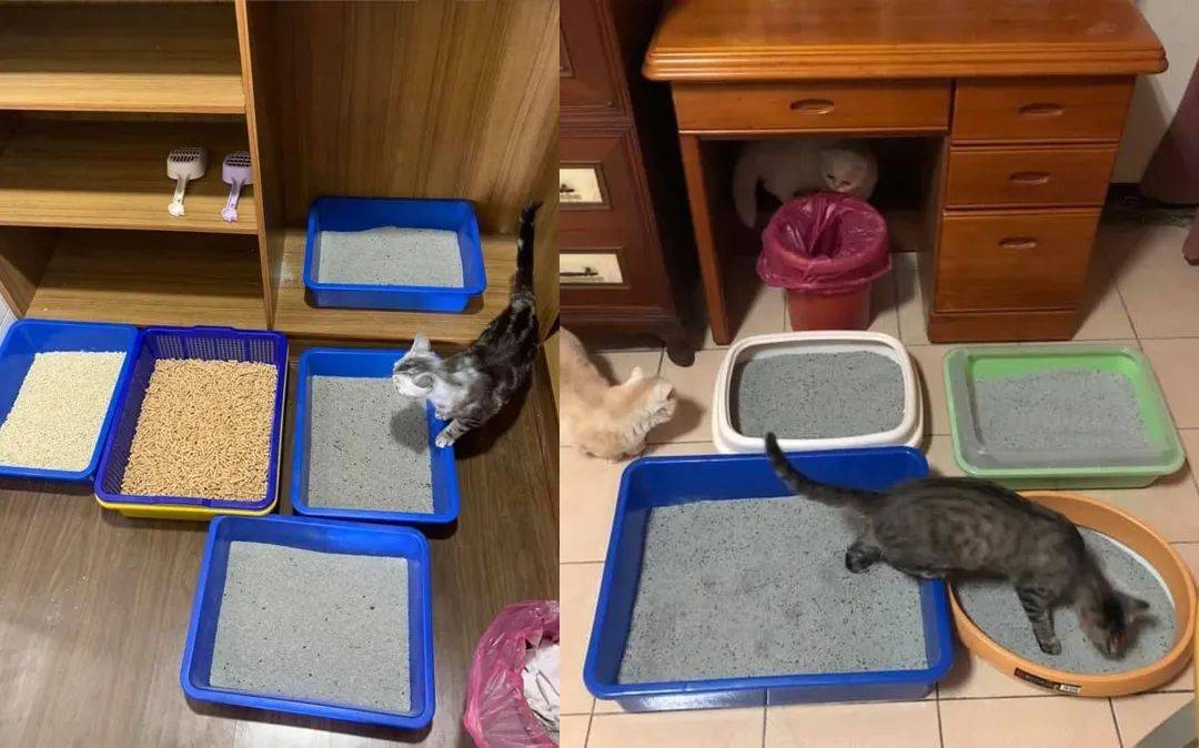 养5只猫咪 却放了9个猫砂盆 真相让人哭笑不得 沈先生