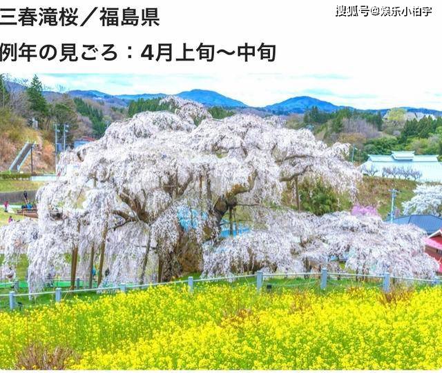四月来日本，除了樱花，不要忘了还有它！美极了