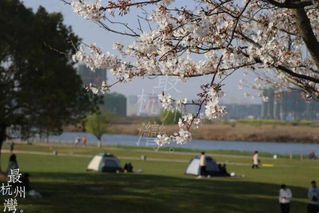 杭州湾新区中心湖的樱花已经盛开了，周末一起赏樱花吧！