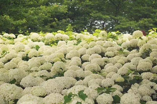 神游赏花攻略 日本最美紫阳花观赏指南 地址