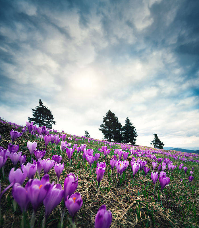 北方能过冬的庭院植物推荐 种植
