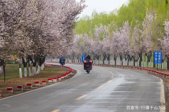 济南黄河大堤30里红叶李盛开，粉色的花儿组成漂亮的“花海”大道