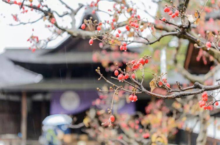 人少景美的“小京都”圣地巡礼，不声不响的它照样牛气冲天！