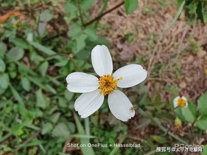 影像|一加 9评测：专业级双主摄，哈苏加持的影像机皇