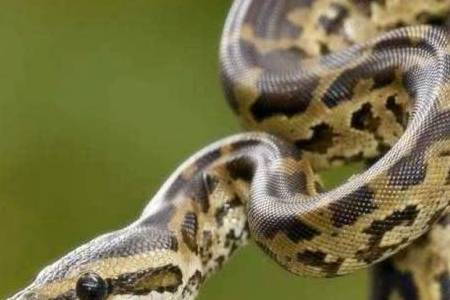 蛇是什么性格和脾气 e8dfd06a53334f0abe7d330153859fbc.jpeg