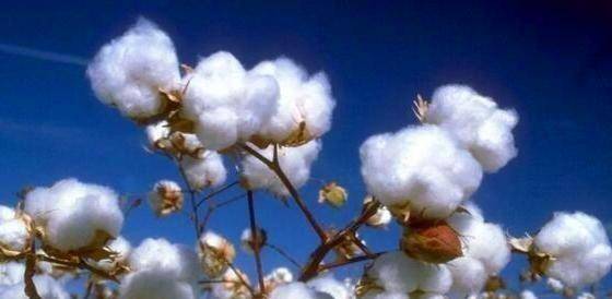 新疆棉花引起热议！新疆的美，不容置疑！这些美景你应该知道！