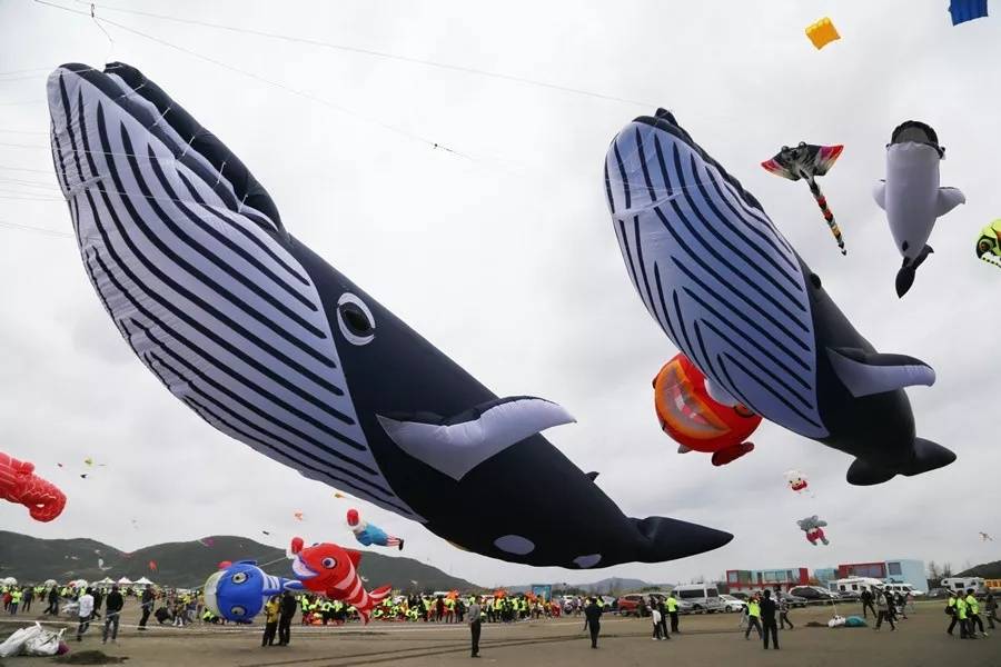 3000米龙型风筝惊现碧海银沙！ 威尼斯潍坊国际风筝节，震撼上演！