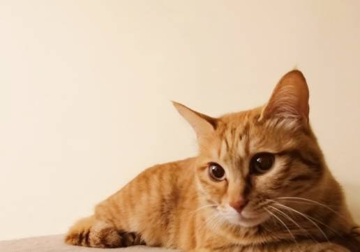 橘猫为什么容易肥 3013052bd08843b29db5d8ba54971167.jpeg