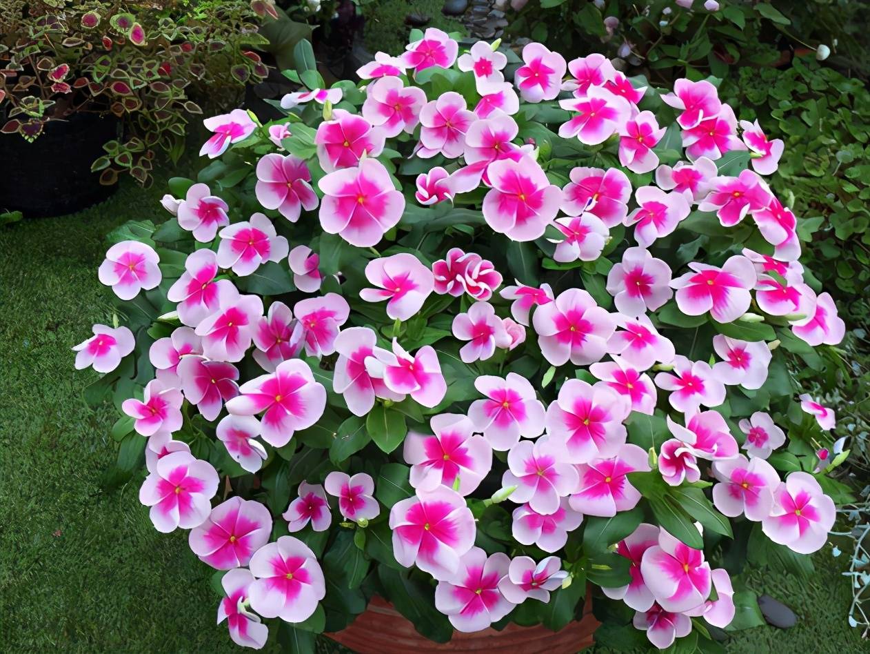 原创学3招盆栽长春花,一年四季花开一簇簇,远远望去如同花的海洋